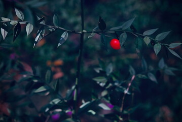 Autumn and its colours in the woods