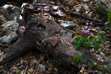 Autumn and its colours in the woods