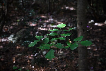 Autumn and its colours in the woods