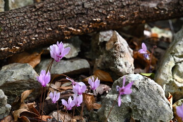 Autumn and its colours in the woods