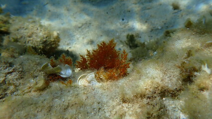 Red algae Laurencia obtusa and small brown algae Peacock tail (Padina pavonica) undersea, Aegean Sea, Greece, Halkidiki, Afytos beach