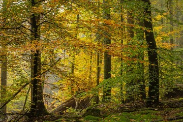Autumn forest with yellow and red leaves. Beautiful autumnal landscape