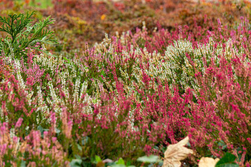 Pink heather flowers in the autumn park