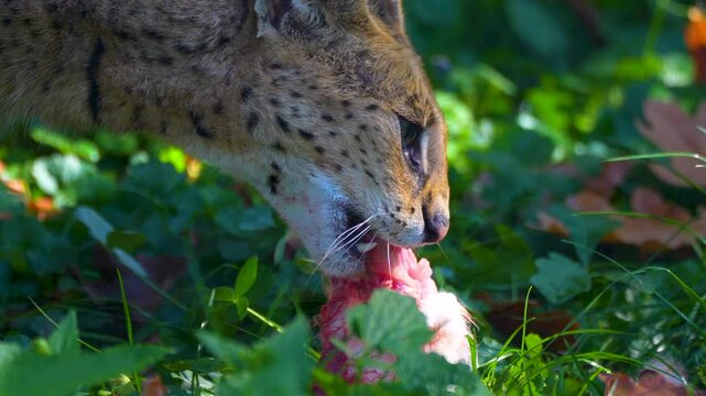 serval eats in the grass