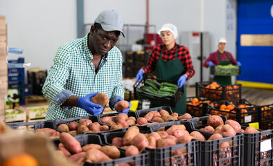Fototapeta premium African-american man sorting potatoes in vegetable factory warehouse. Woman carrying crate of zucchini in background.