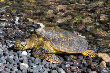 Large green sea turtle sprawled out on a rocky maui beach.