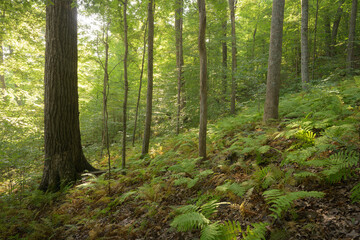 Morning sun shining through a woodland of deciduous trees and ferns in late summer. Calm green...