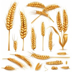 Wheat icon, rye ears sign, barley emblem, oats, cereals symbol, wheat ear, seeds, corns set