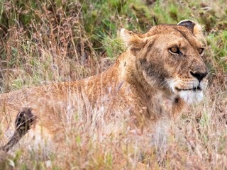 A magnificently beautiful lioness looks out into the savannah in the Serengeti National Park.