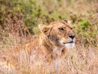 A magnificently beautiful lioness looks out into the savannah in the Serengeti National Park.