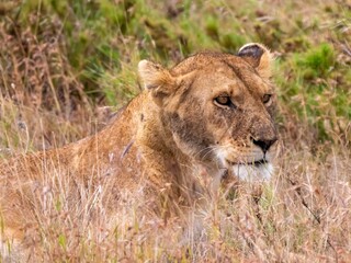 Naklejka premium A magnificently beautiful lioness looks out into the savannah in the Serengeti National Park.