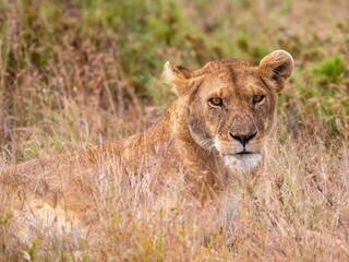 A magnificently beautiful lioness looks out into the savannah in the Serengeti National Park.