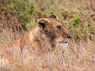 A magnificently beautiful lioness looks out into the savannah in the Serengeti National Park.