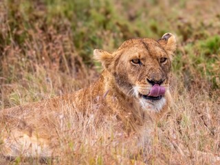 Oh, that was delicious. A lioness in the Serengeti smacks her tongue.