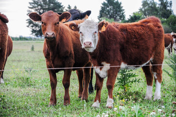 Curious cows standing in a lush green field, framed by trees on a cloudy day.