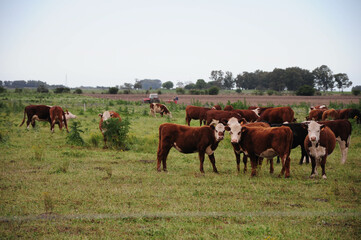 Naklejka premium Cattle grazing in lush green pasture