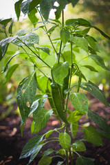 Growing a Green Chili Pepper Plant in Your Home Garden Space
