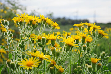 Obraz premium Vibrant yellow daisies bloom in a lush green meadow under a soft blue sky.