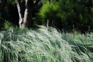 Lush green grass sways gently in a sunlit meadow, surrounded by dense trees.