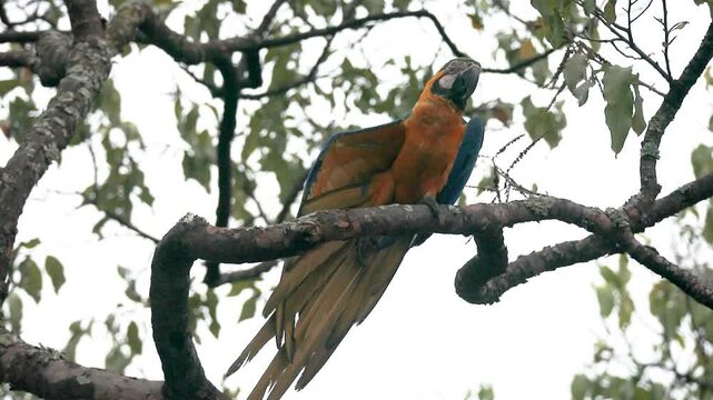 Wild tropical Brazilian Blue and Yellow Macaw. Blue and Yellow Macaw (Ara ararauna) in high quality 4k video.