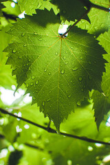 A CloseUp View of Refreshing Green Leaves with Water Drops Glistening in Sunlight