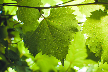 A CloseUp View of Refreshing Green Leaves with Water Drops Glistening in Sunlight