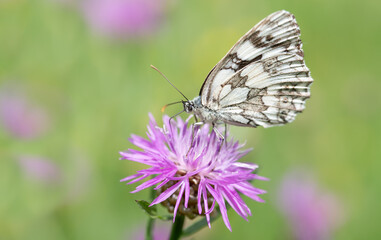 Close-up of a butterfly, a checkerboard butterfly, sitting on a purple meadow flower. In the background a green meadow with bright spots. There is plenty of space for text