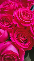 Beautiful opening red rose on black background. Petals of Blooming red rose flower open, time lapse, close-up. Holiday, love, birthday design backdrop. Bud closeup. Macro. Valentine's Day.