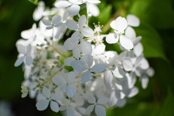 White delicate flowers on a soft green dark background