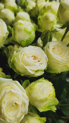 Stunningly Elegant White Roses in Full Bloom, Celebrating Natures Beauty and Freshness
