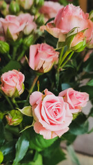 A Beautiful and Charming Bouquet of Pink Roses Perfect for Any Occasion to Celebrate Life