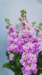 The Beautiful Pink Flowers Stand Tall in Full Bloom, Radiating Their True Splendor and Charm