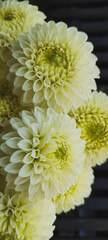 Experience the Beauty of Vibrant Pink Dahlia Flowers as They Flourish in Full Bloom