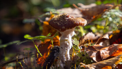 mushroom on the moss in the forest