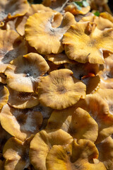 chanterelle mushrooms in the market