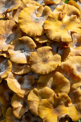 dried mushrooms on a wooden table