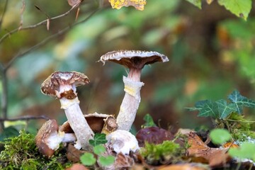 mushroom on the moss in the forest