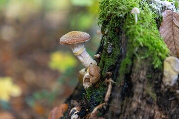 mushrooms in the forest