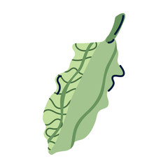 Vector image of a cooking herb icon with a white background