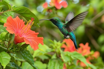 A Colorful Hummingbird in Flight, Sipping Nectar From a Bright Red Hibiscus Flower in a Tropical Garden