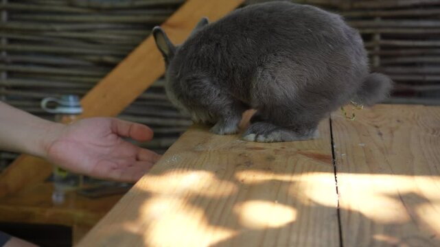 A gray rabbit with long fluffy ears runs on a sunlit wooden table. A soft gray rabbit, illuminated by bright daylight, is looking for food.