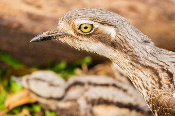The bush stone-curlew or bush thick-knee is a large, ground-dwelling bird endemic to Australia.