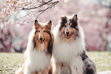Collies und Kirschblüten