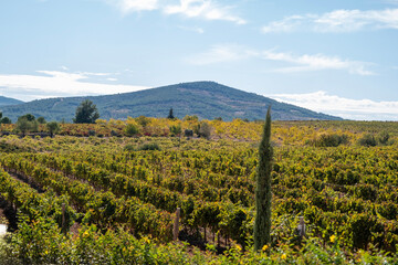  Bountiful Grape Vineyard, vineyard filled with rows of vibrant green vines, where lush grapes flourish, destined to become exquisite wine.