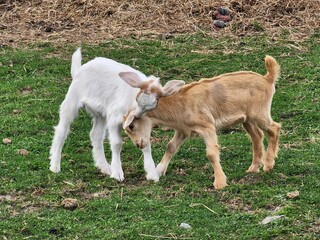 Baby Goats Playing