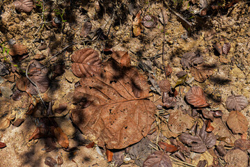 texture, background, autumn leaves background, dry leaves background, forest, forest floor, leaves on the ground, dry leaves
