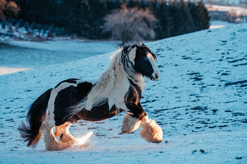 Tinker Hengst