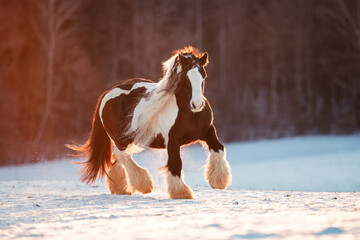 Tinker Hengst