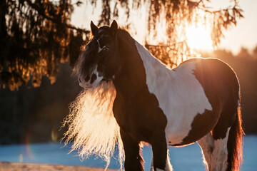 Tinker Hengst © ScullyPictures