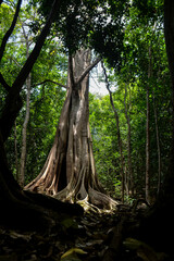 tree in the forest, gameleira, moraceae, genus Ficus, Coajinguva Gameleira-white, tree of longevity, sacred tree, orisha Iroko, aerial roots, forest





